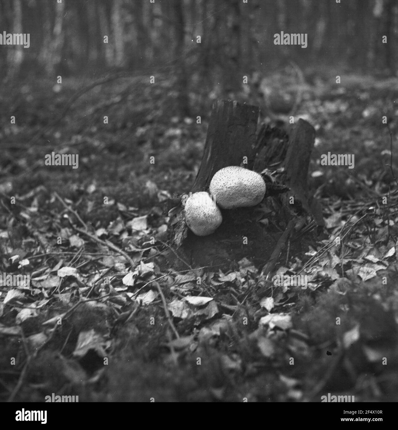 Boviste auf totem Holz Stockfoto
