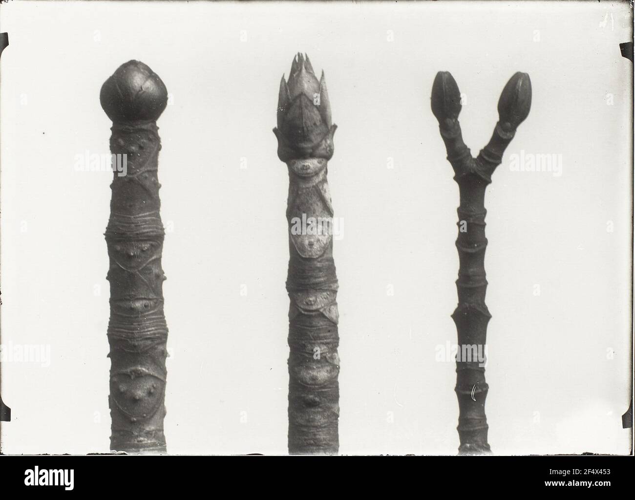 Aesculus hippocastanum, aesculus-Arten, vielleicht Aesculus parviflora. Rosskestanie, vielleicht ein Strauchsazetanie und Holz mit einer relativen Klingenposition. Spitzen mit Knospen und kurzen Antrieben Stockfoto