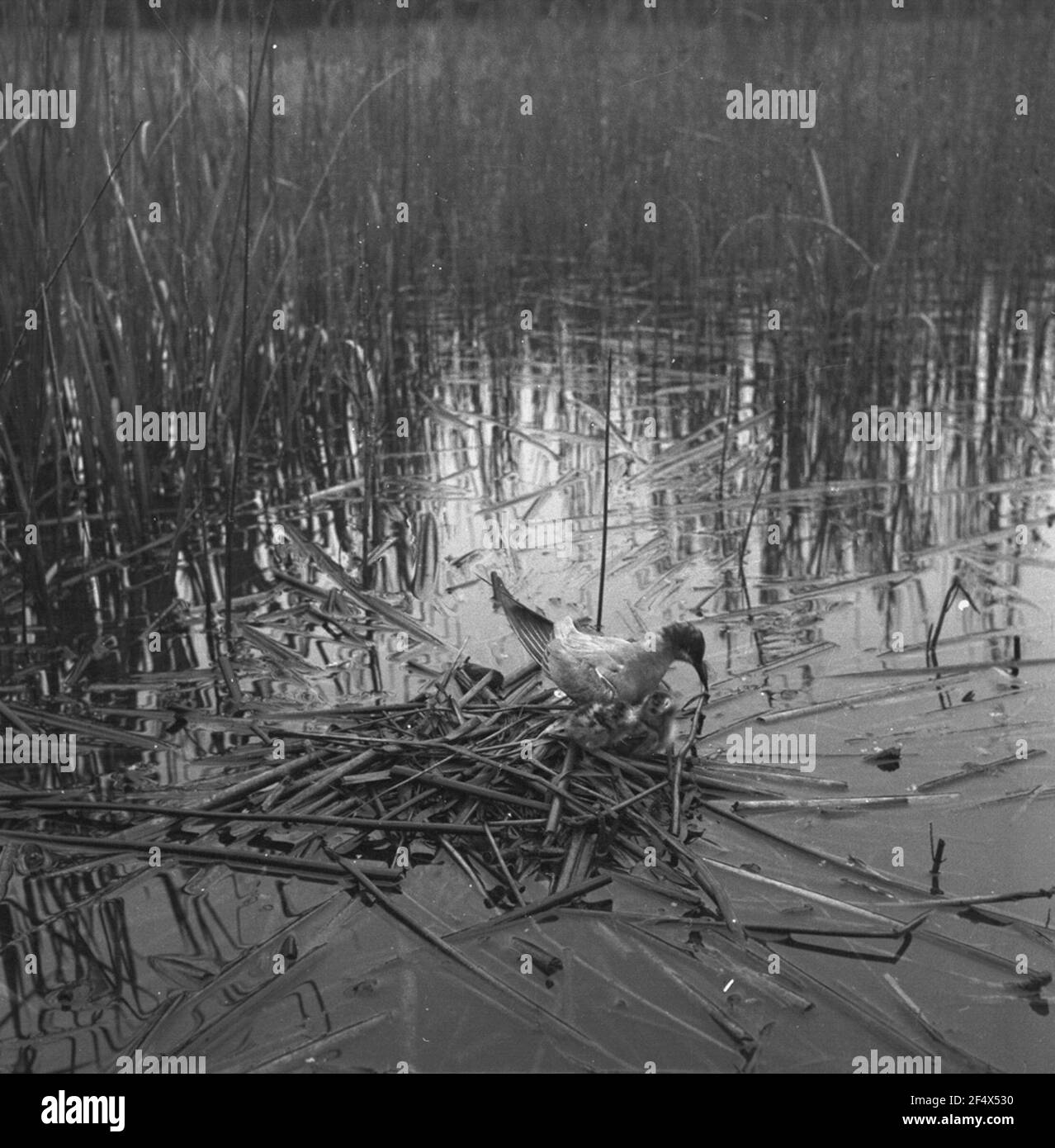 Trauernde Skewalbe (Chlidonias Niger) Stockfoto
