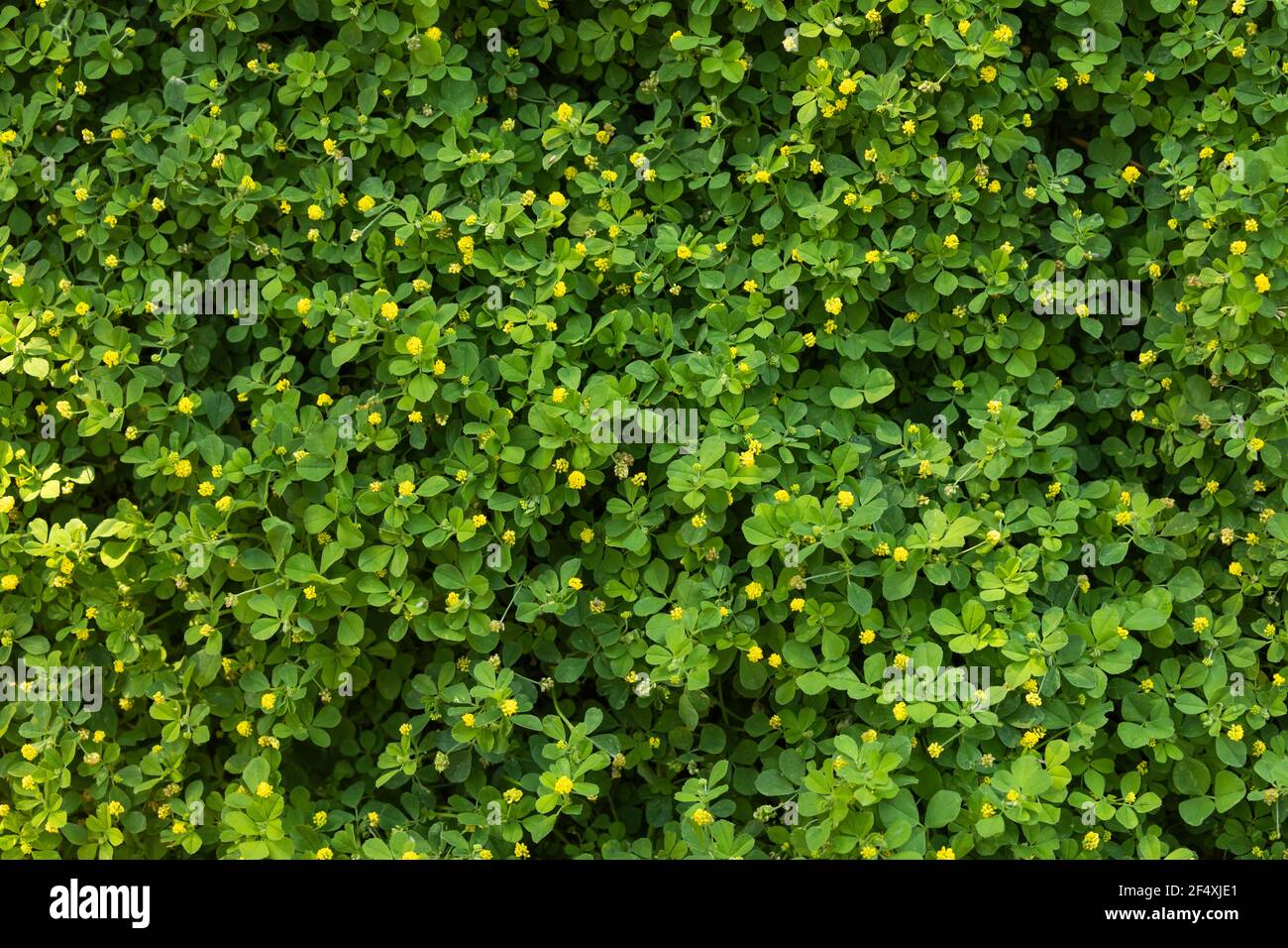 Textur und Hintergrund von grünen Blättern und gelben Blüten der Trifolium campestre Art, allgemein bekannt als Hopfendreiflor, an einem Sommernachmittag, in Stockfoto