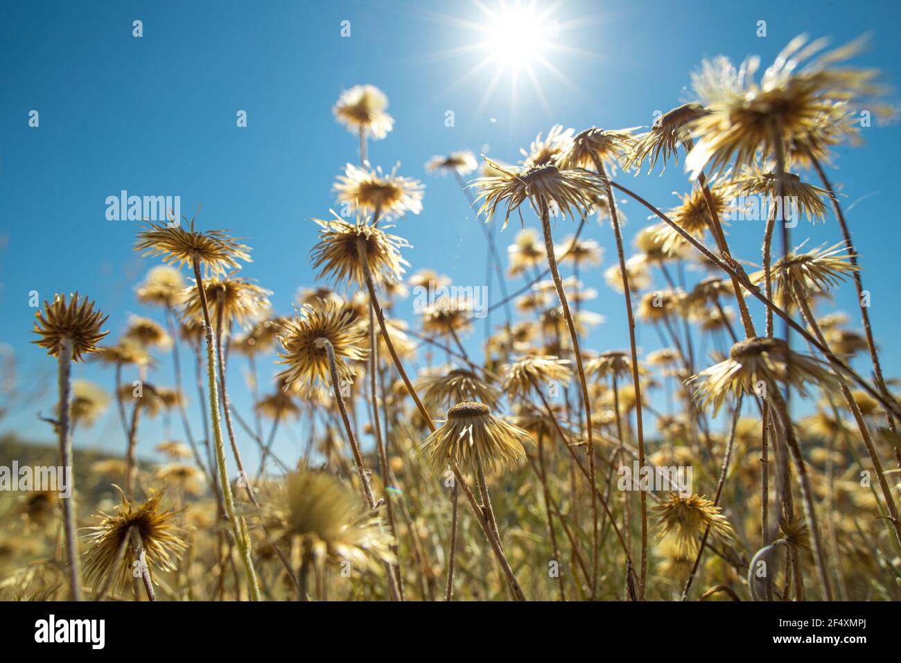 Nahaufnahme von trockenen gelben Blüten in einem Feld während des heißen mediterranen Sommers, von der Sonne über dem klaren blauen Himmel Hintergrund hinterleuchtet. Weicher Fokus, Streulicht, weit Stockfoto