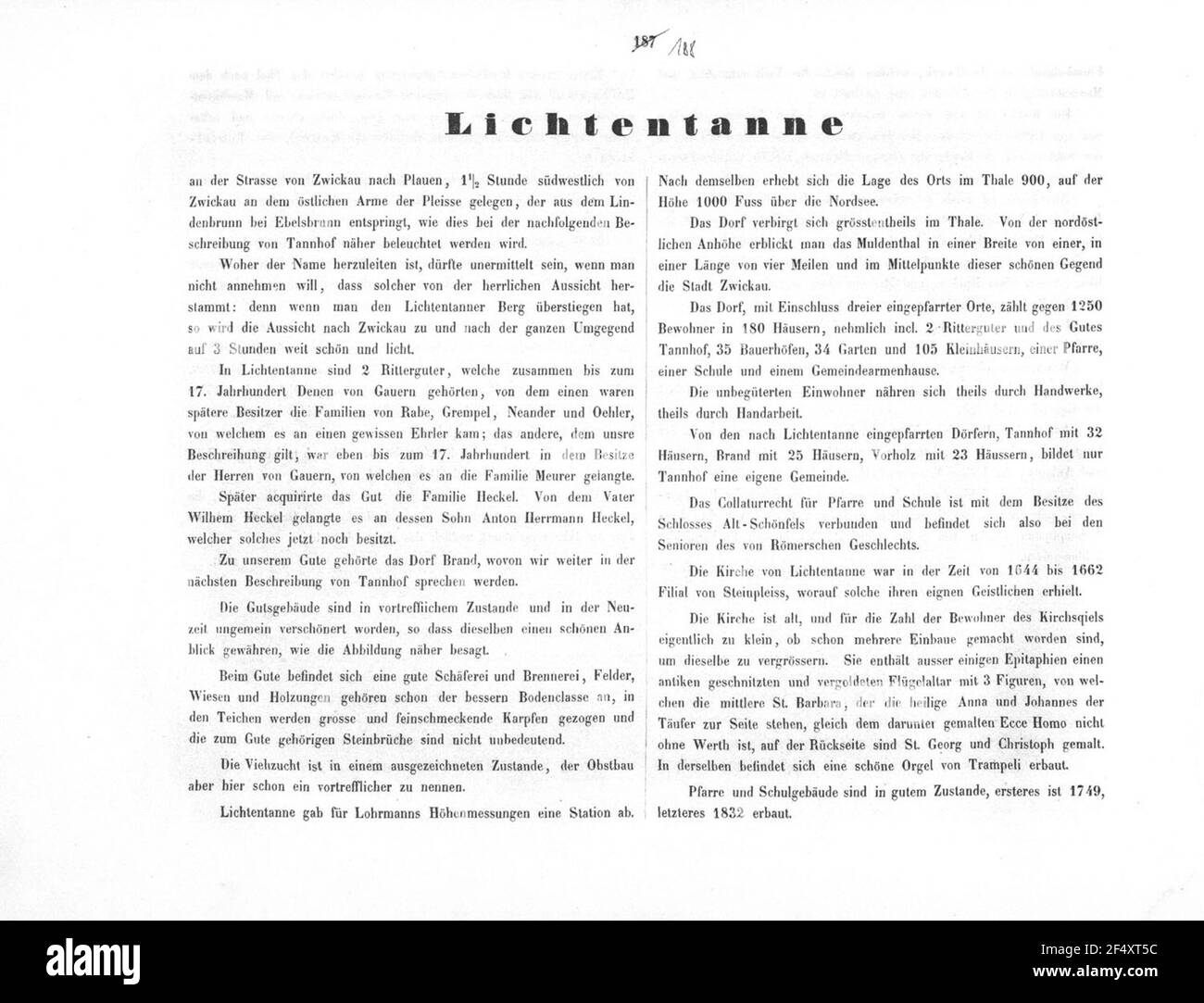 Lichtentanne Stockfoto