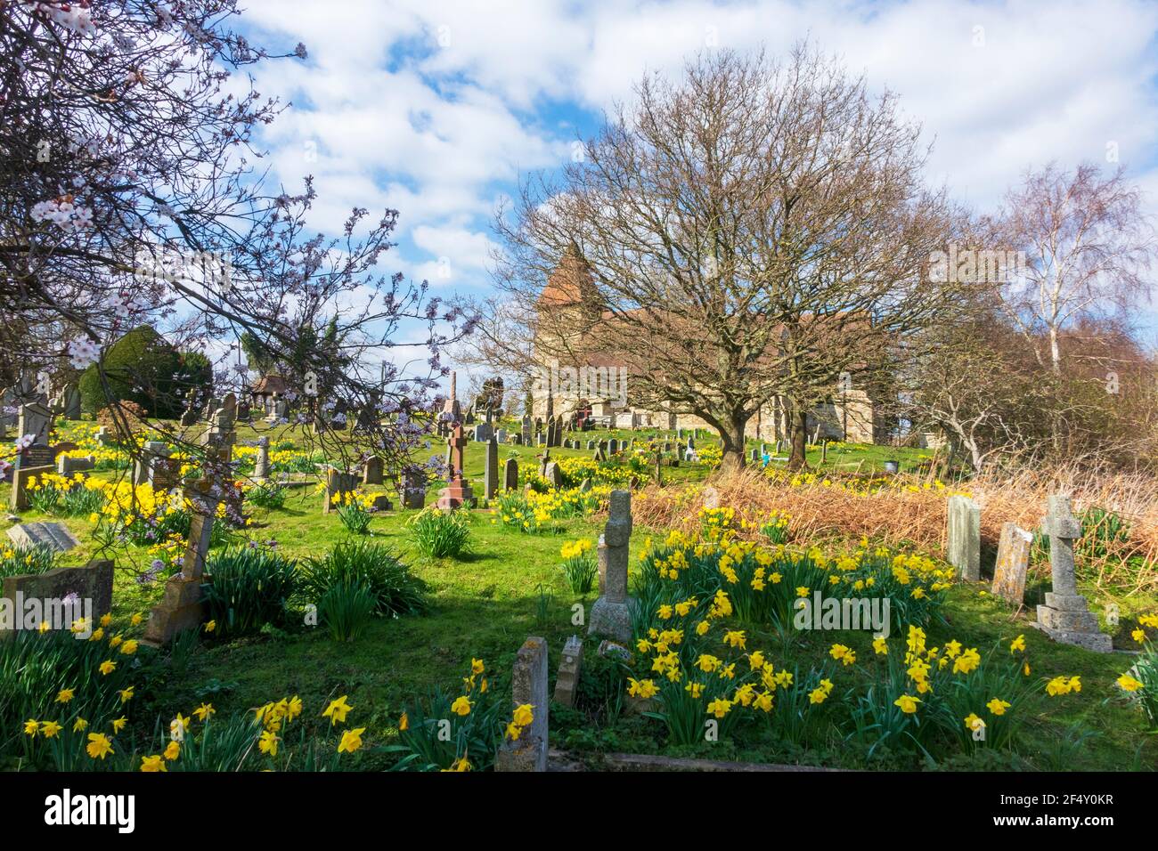 Frühlingshafte Narzissen in St. Laurence Church, Guestling, East Sussex, Großbritannien Stockfoto