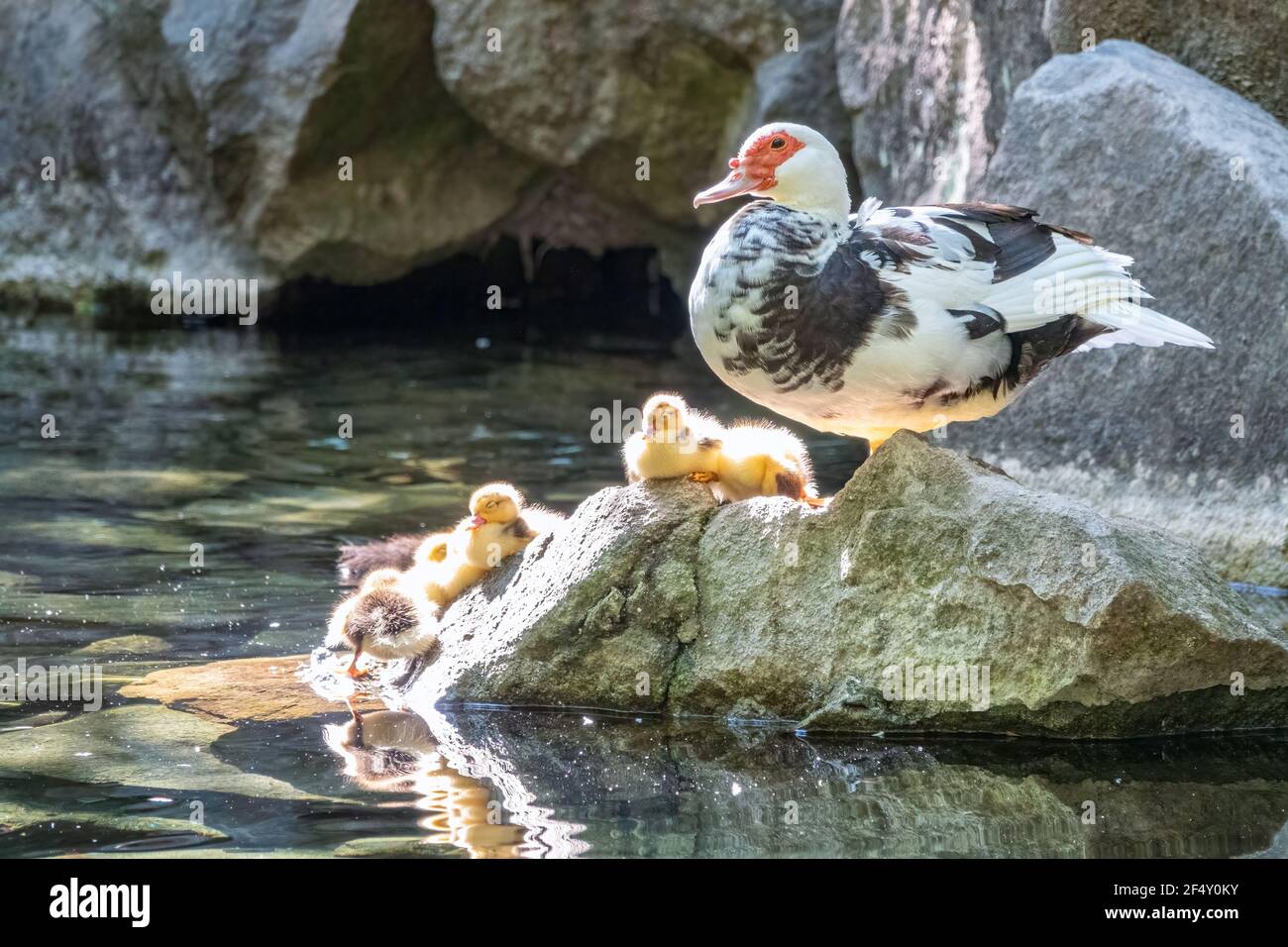 Weiße und schwarze Ente mit rotem Kopf, die Moskauer Ente, schwimmt im Teich. Die Moskauer Ente, lat. Cairina moschata ist eine große Ente aus Mexiko und Stockfoto