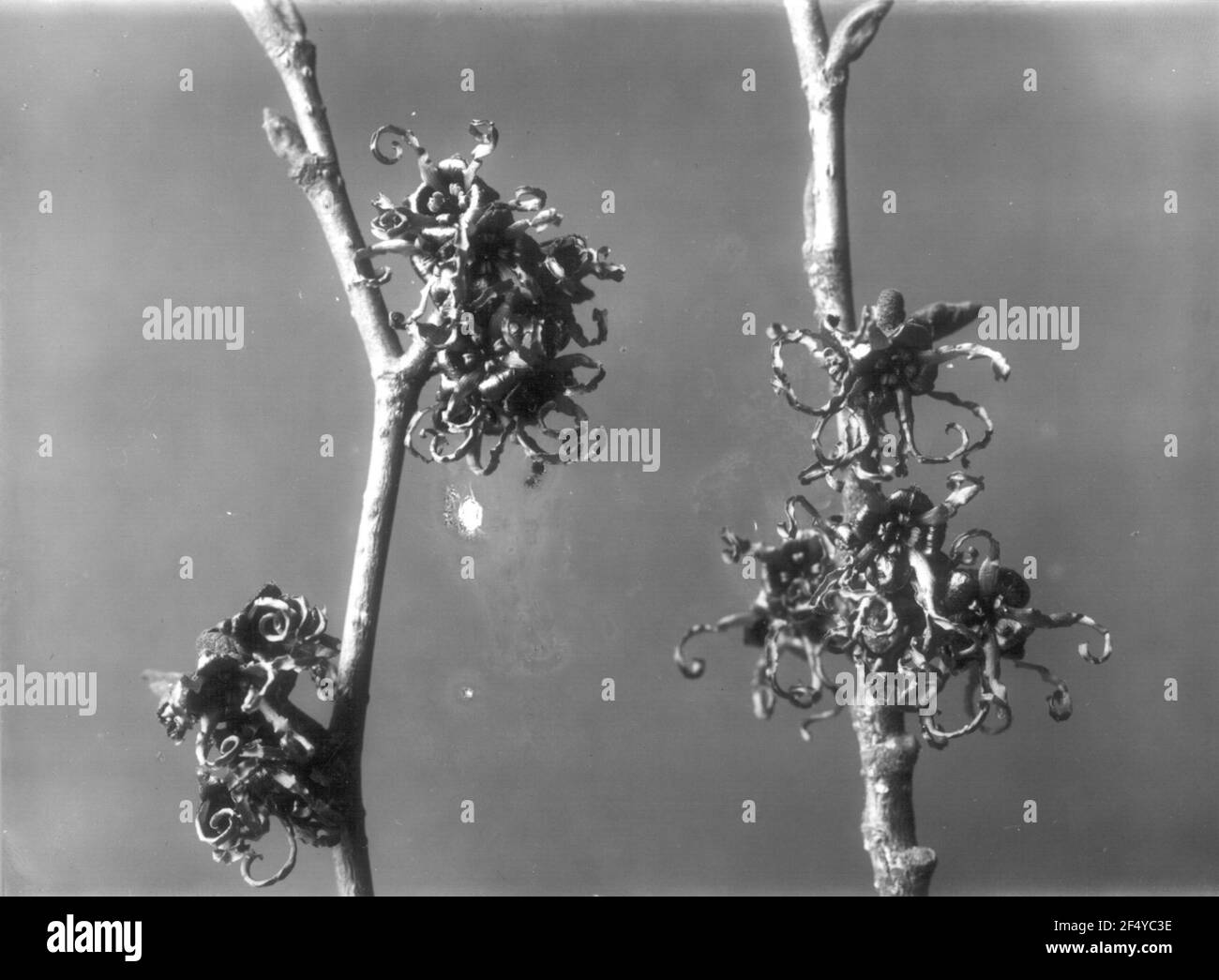 Japanische Magische Note (Hamamelis Japonica) Stockfoto