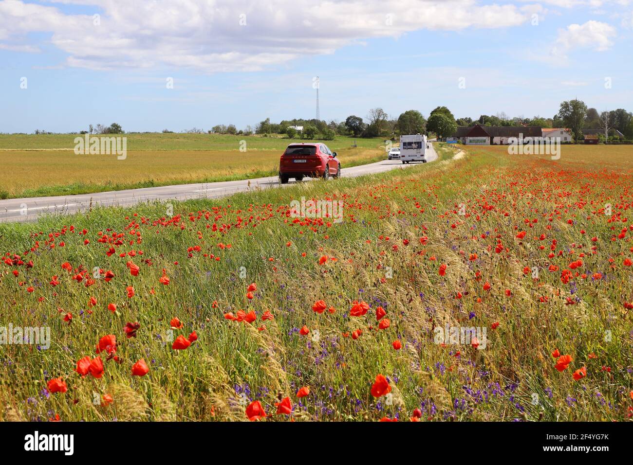 Oland, Schweden - 7. Juli 2020: Verkehr auf einer Landroud mit blühenden Mohnblumen im Vordergrund Stockfoto