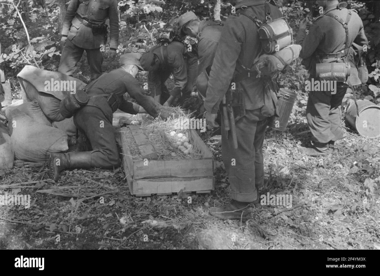 Zweiter Weltkrieg. Bilder auf der Vorderseite. Sowjetunion. Verrotten Sie die deutsche Wehrmacht im Wald. Soldaten mit einer Kiste mit Eiern in Stroh verpackt Stockfoto