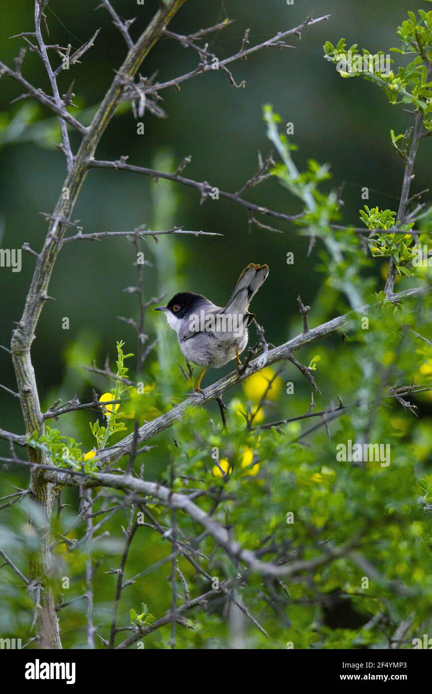 Vogelfotografie Stockfoto