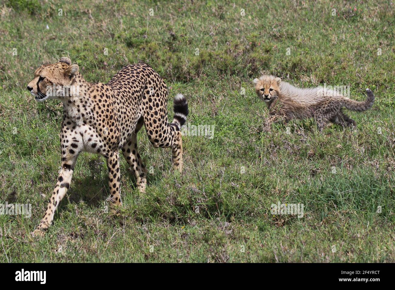 Geparden-Mutter mit ihren Jungen, Serengeti, Tansania Stockfoto