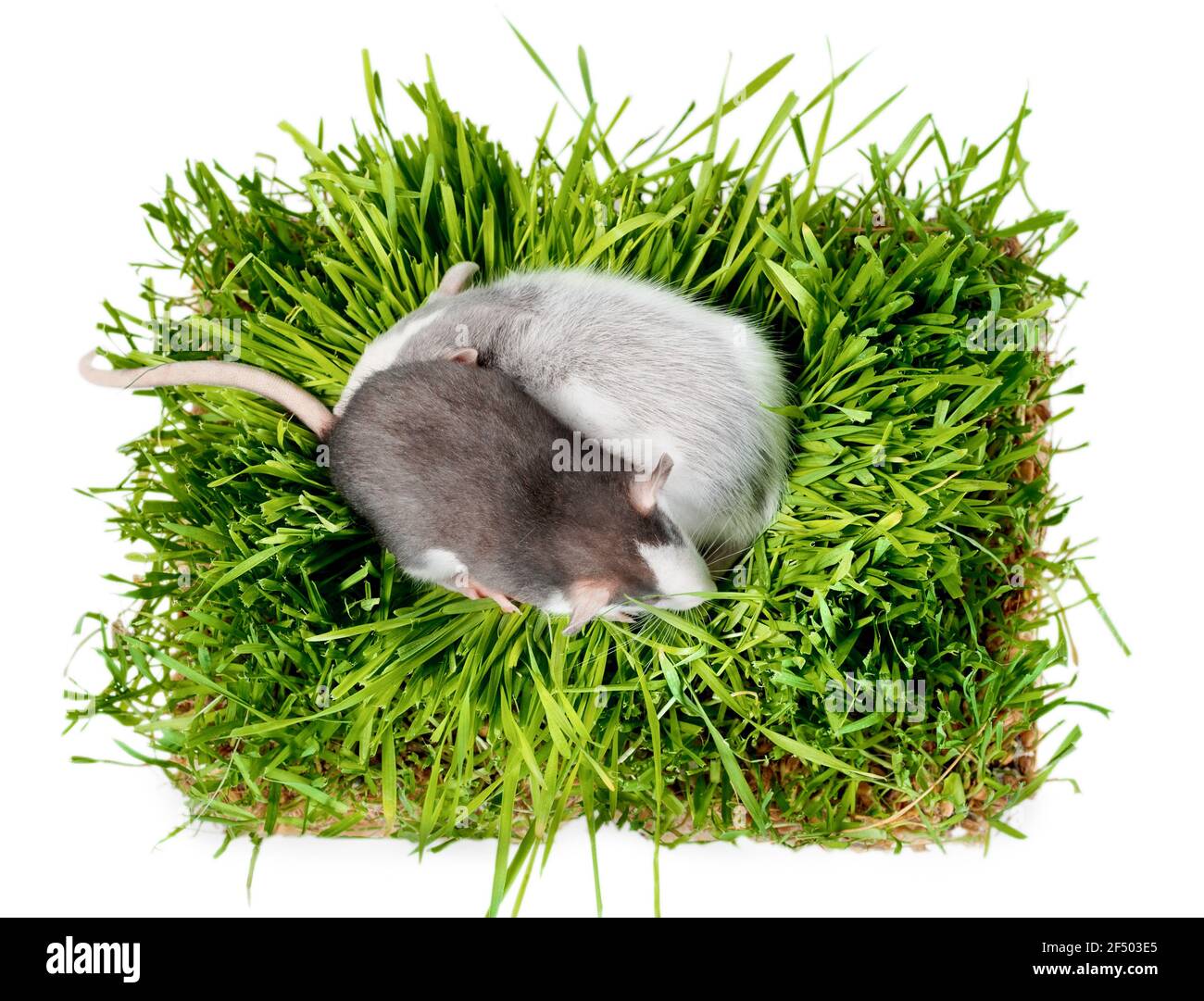 Flach lagen zwei Ratten der Husky Rasse in Hafer Mikrogrünes Gras auf weißem Hintergrund Stockfoto