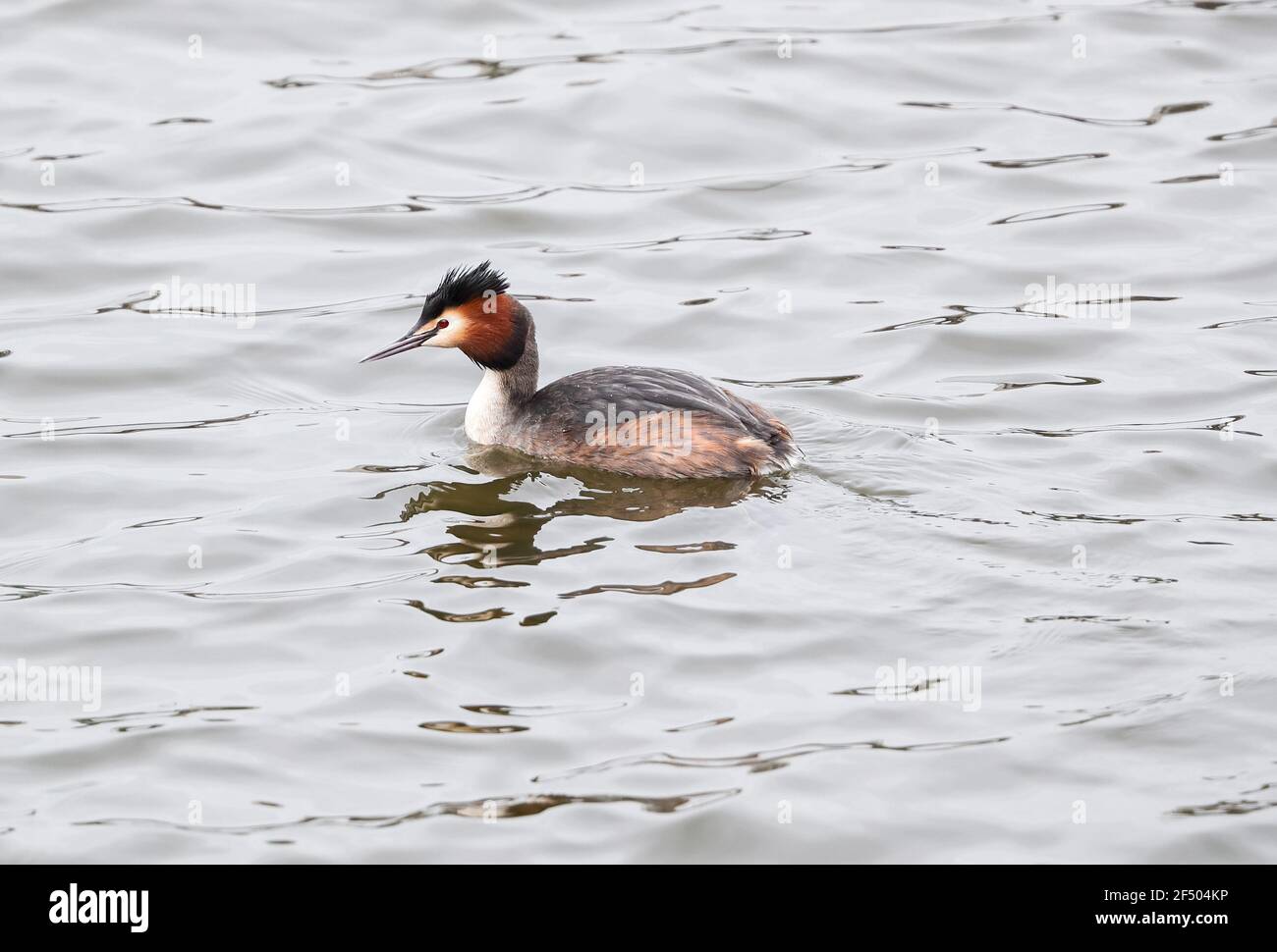 Grebentaucher (Podiceps christatus) Stockfoto