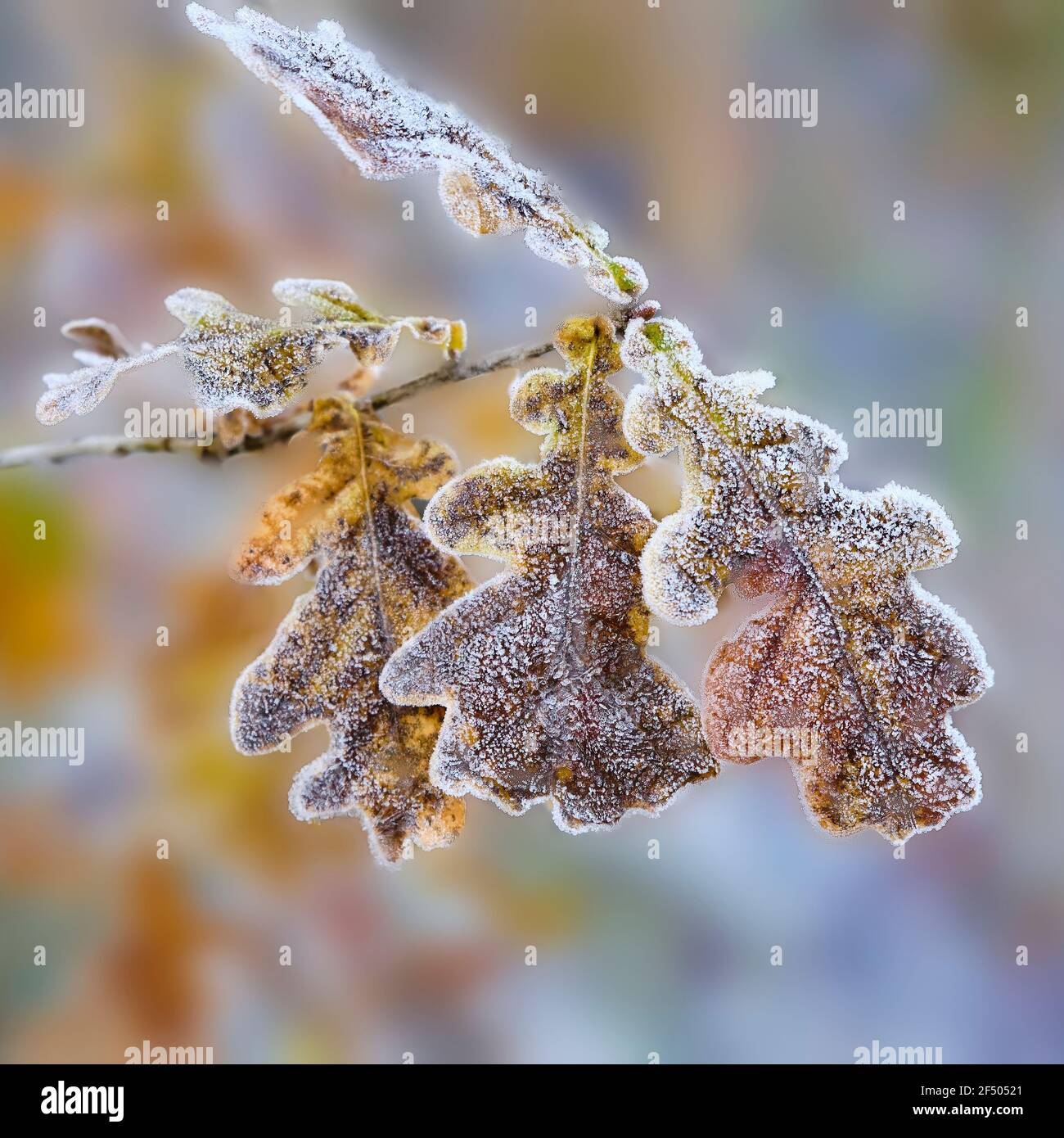 Frostbedeckte Eichenblätter an einem Novembermorgen 2016 Stockfoto