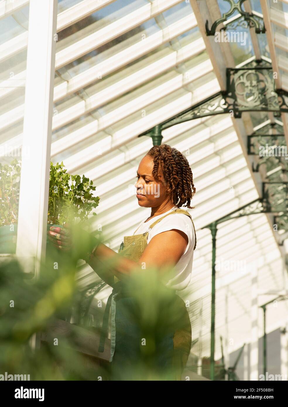 Weibliche Pflanze Baumschule Besitzer Beschneidung Pflanze im sonnigen Gewächshaus Stockfoto