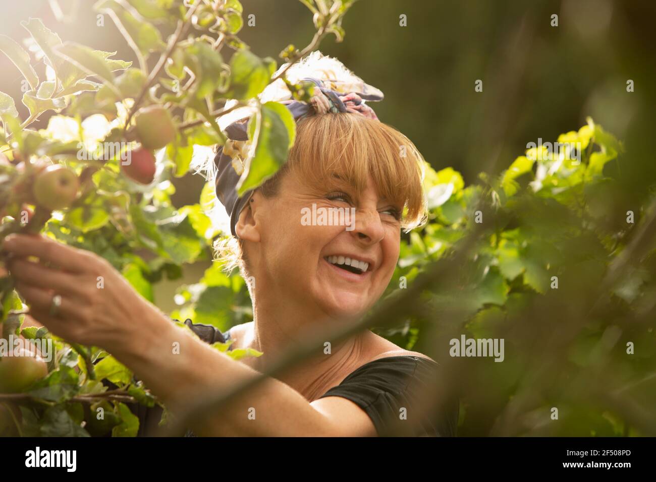 Glückliche Frau lachend im sonnigen Sommer Gemüsegarten Stockfoto