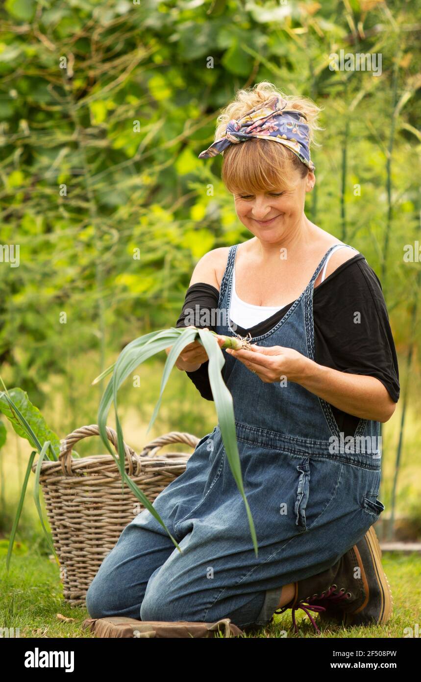 Frau, die Ernte von Gemüse im Garten Stockfoto