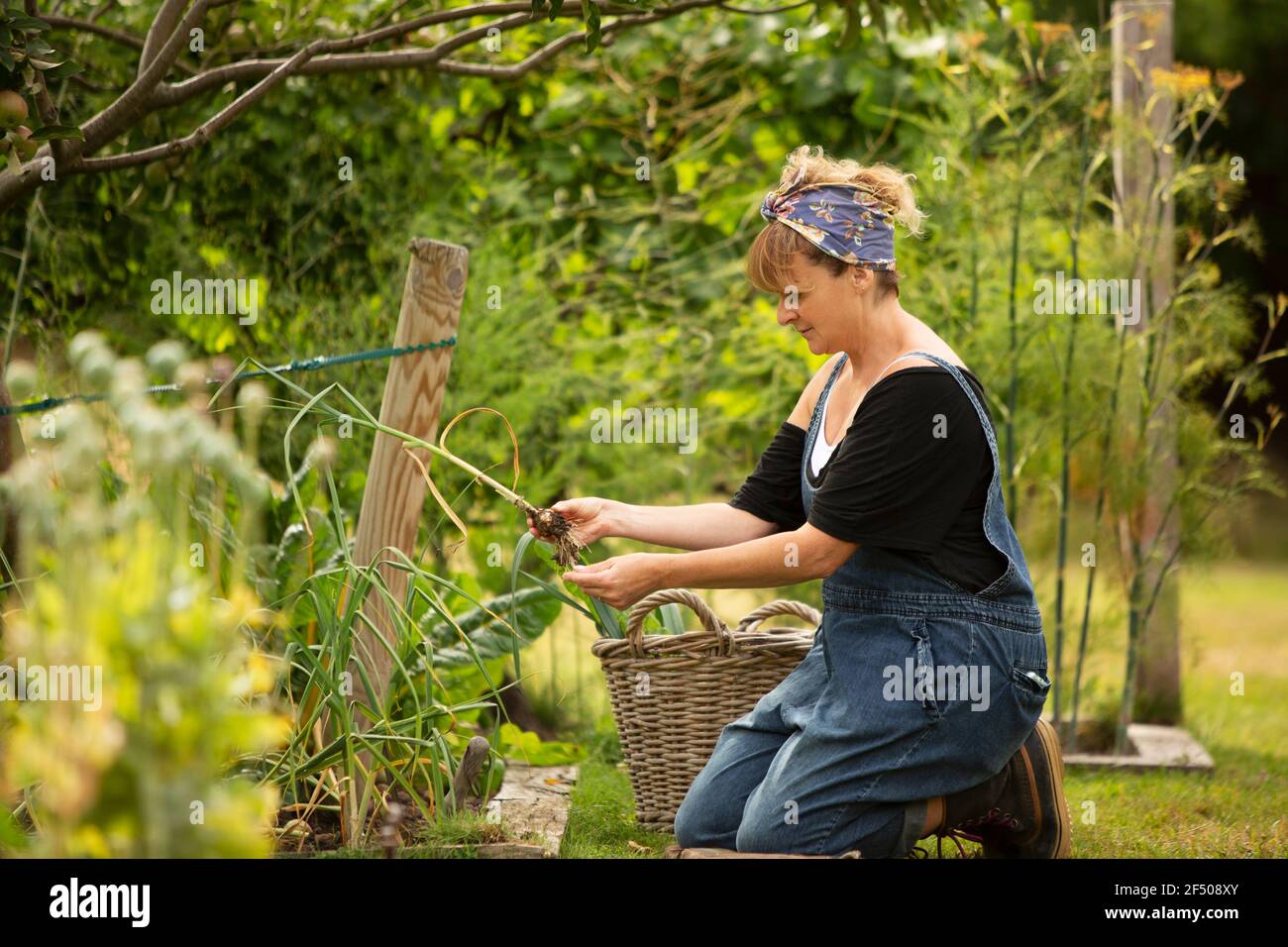 Frau Ernte frisches Gemüse im Sommergarten Stockfoto