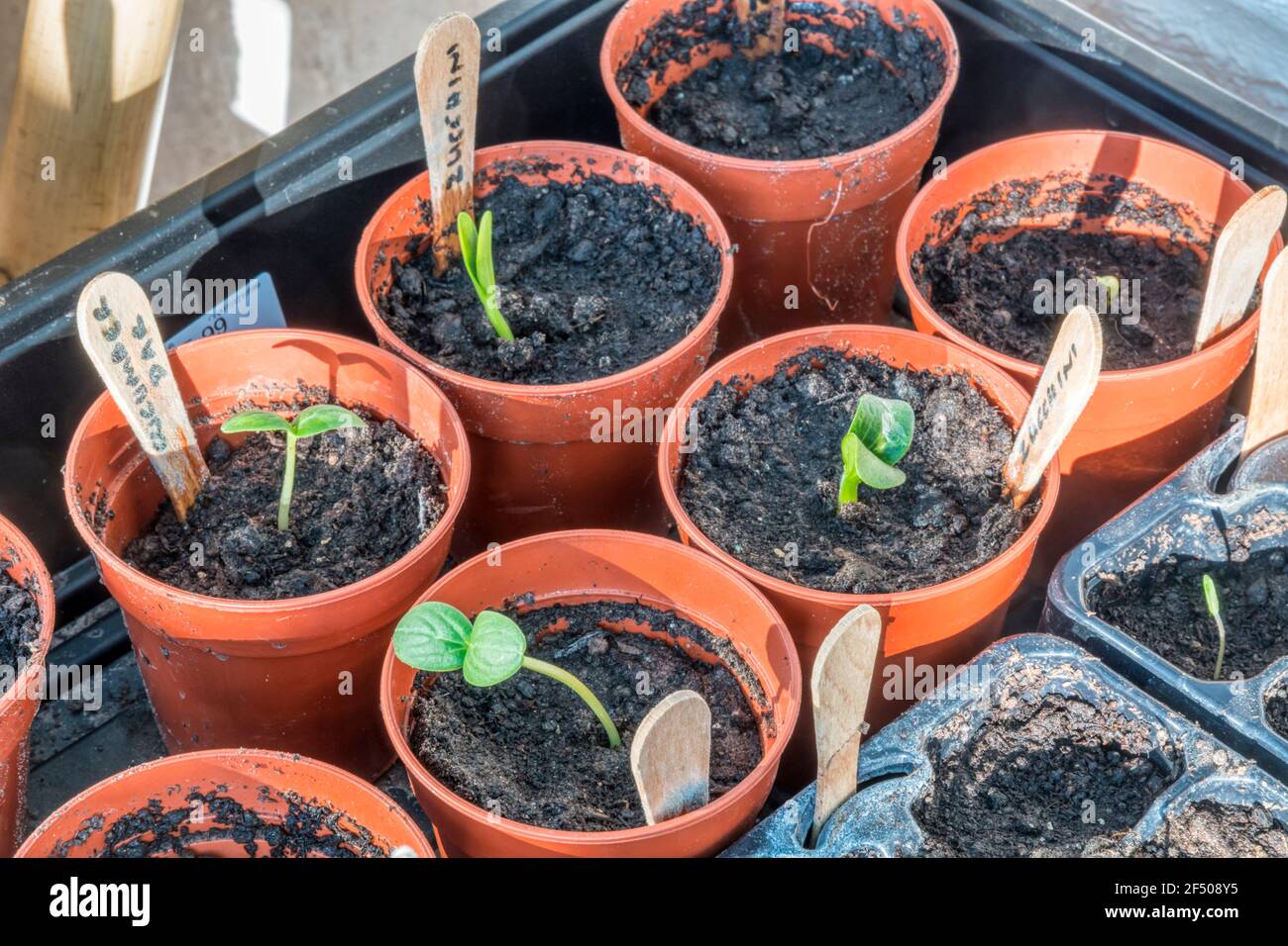 Setzlinge erscheinen etwa eine Woche nach der Aussaat. Hauptsächlich Gurken und Zucchini. Stockfoto