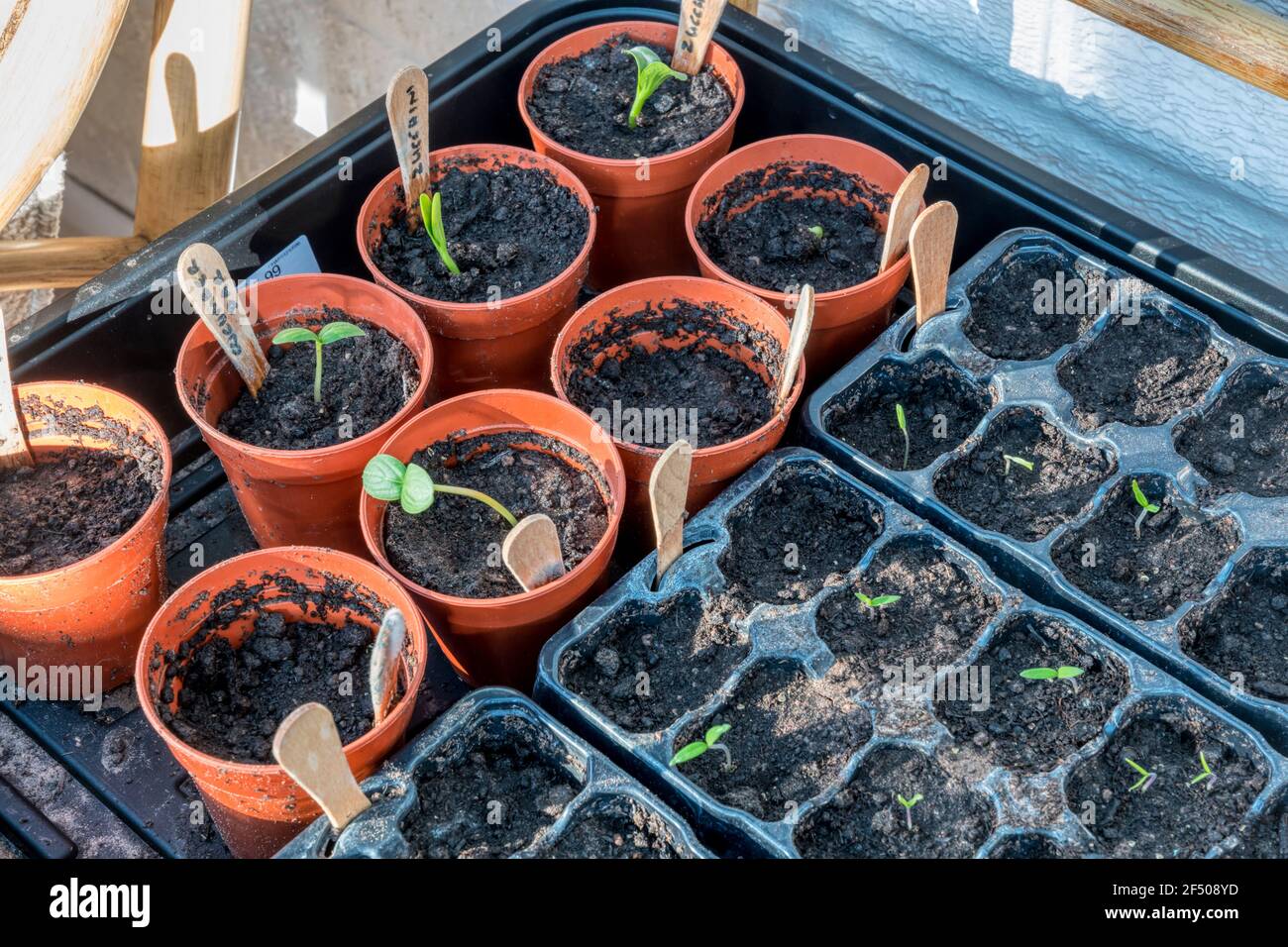 Setzlinge erscheinen etwa eine Woche nach der Aussaat. Hauptsächlich Gurken und Zucchini. Stockfoto
