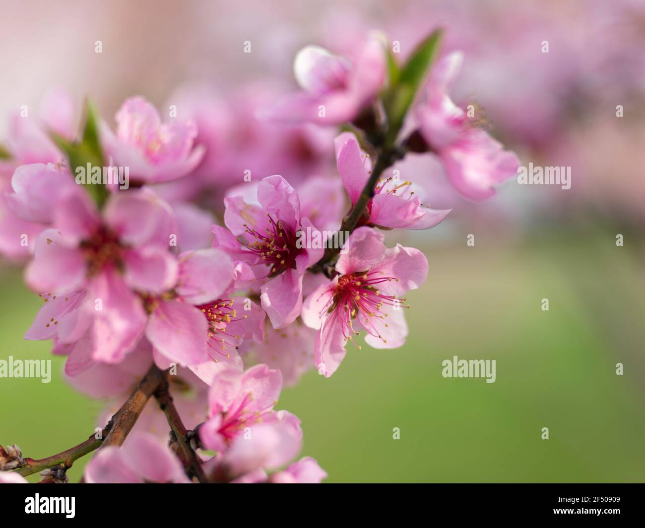 Pfirsich Blüten Stockfoto