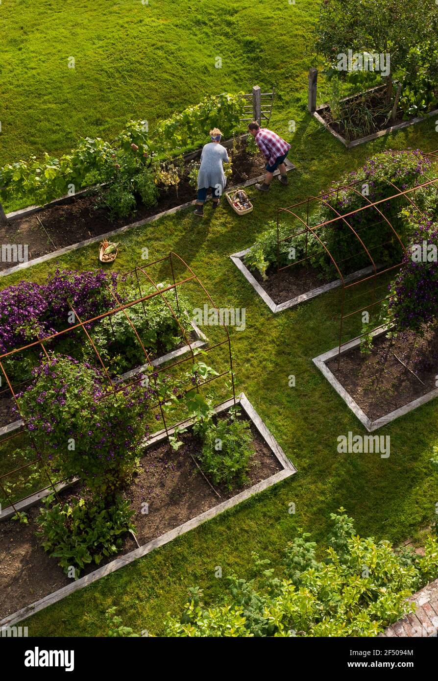 Paar Ernte Gemüse in üppigen Garten mit Hochbetten Stockfoto