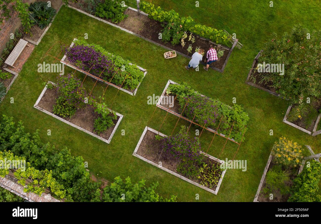 Luftaufnahme paar Ernte Gemüse im Garten mit Hochbetten Stockfoto