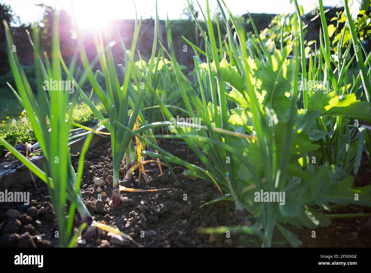Grüne Gemüsepflanzen wachsen im sonnigen Sommergarten Stockfoto