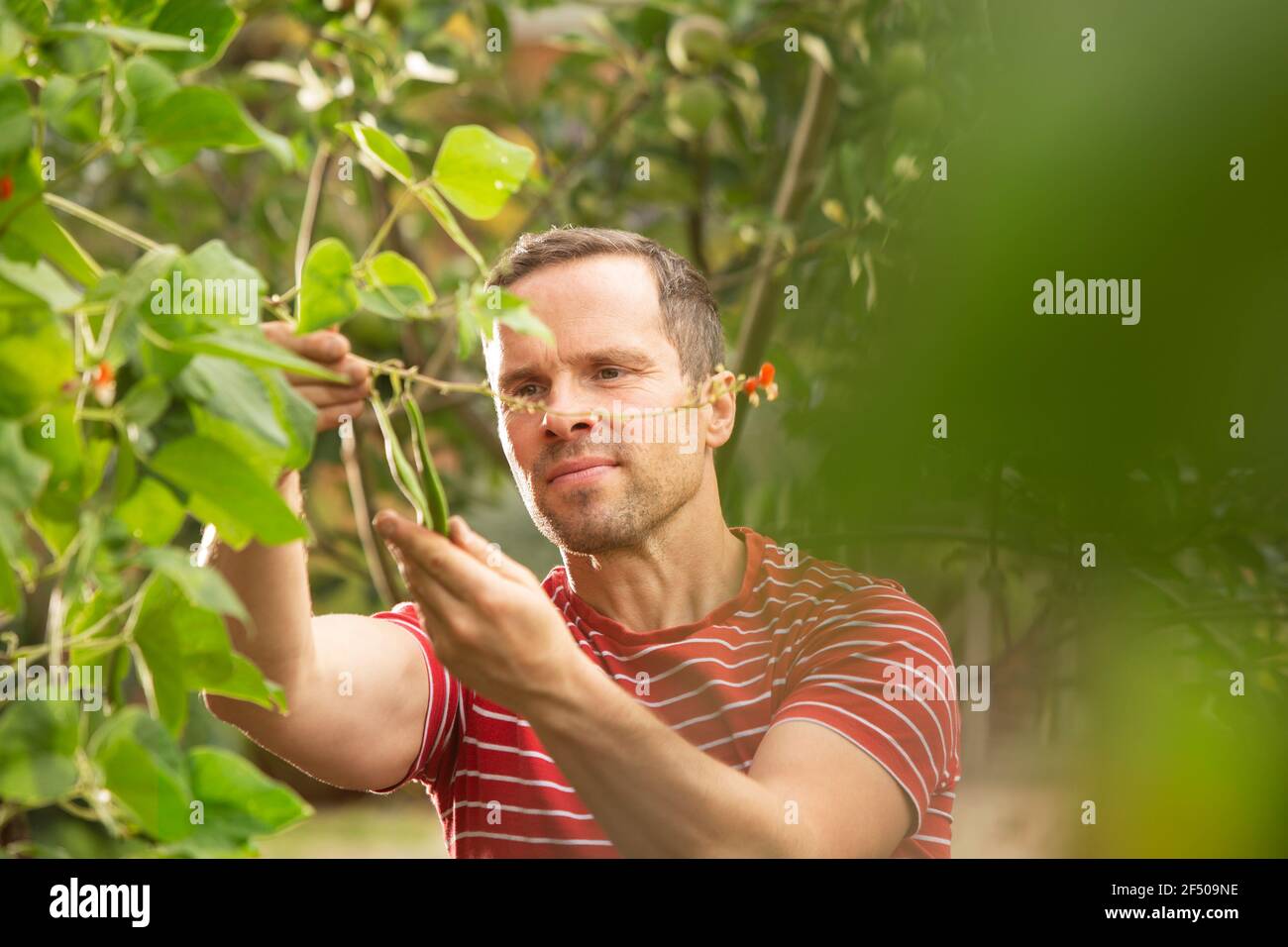 Mann inspiziert grüne Bohnen wachsen auf Pflanze im Sommergarten Stockfoto