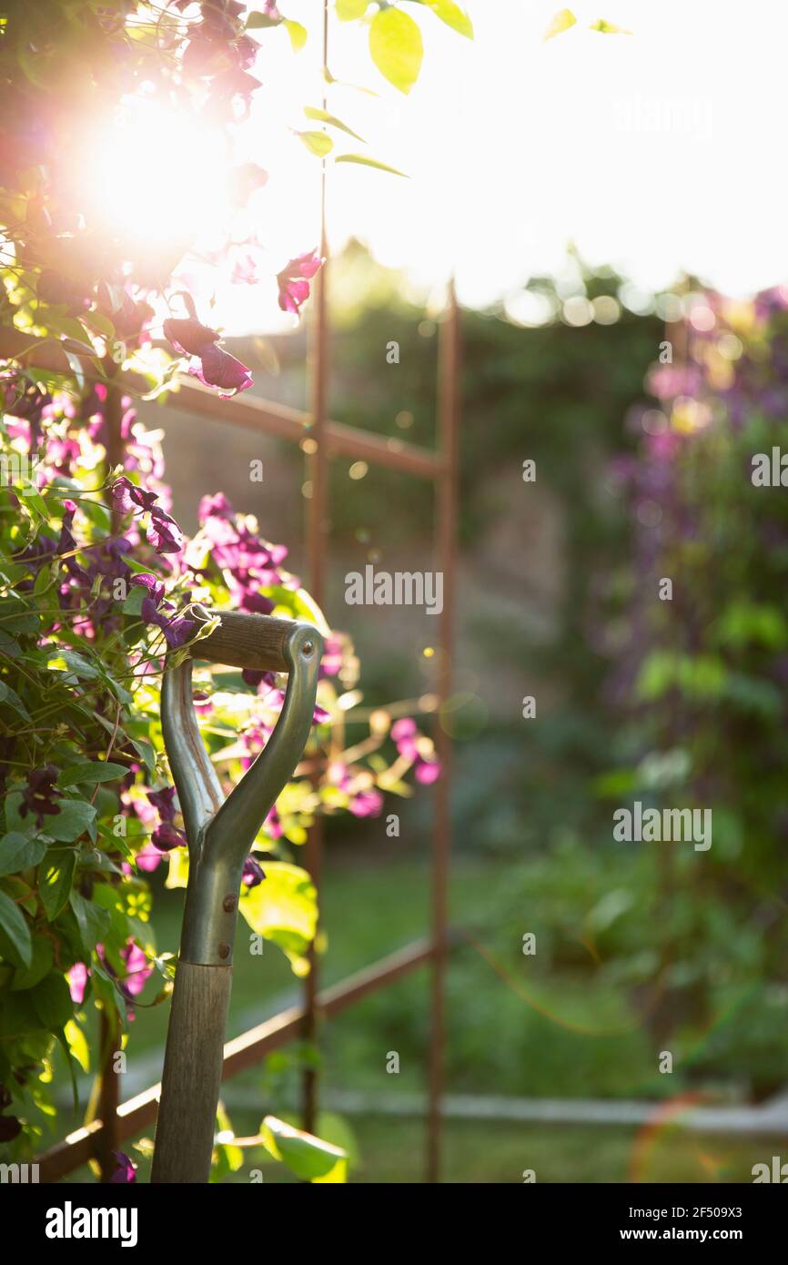 Schaufel neben lila Clematis Blumen in sonnigen idyllischen Garten Stockfoto