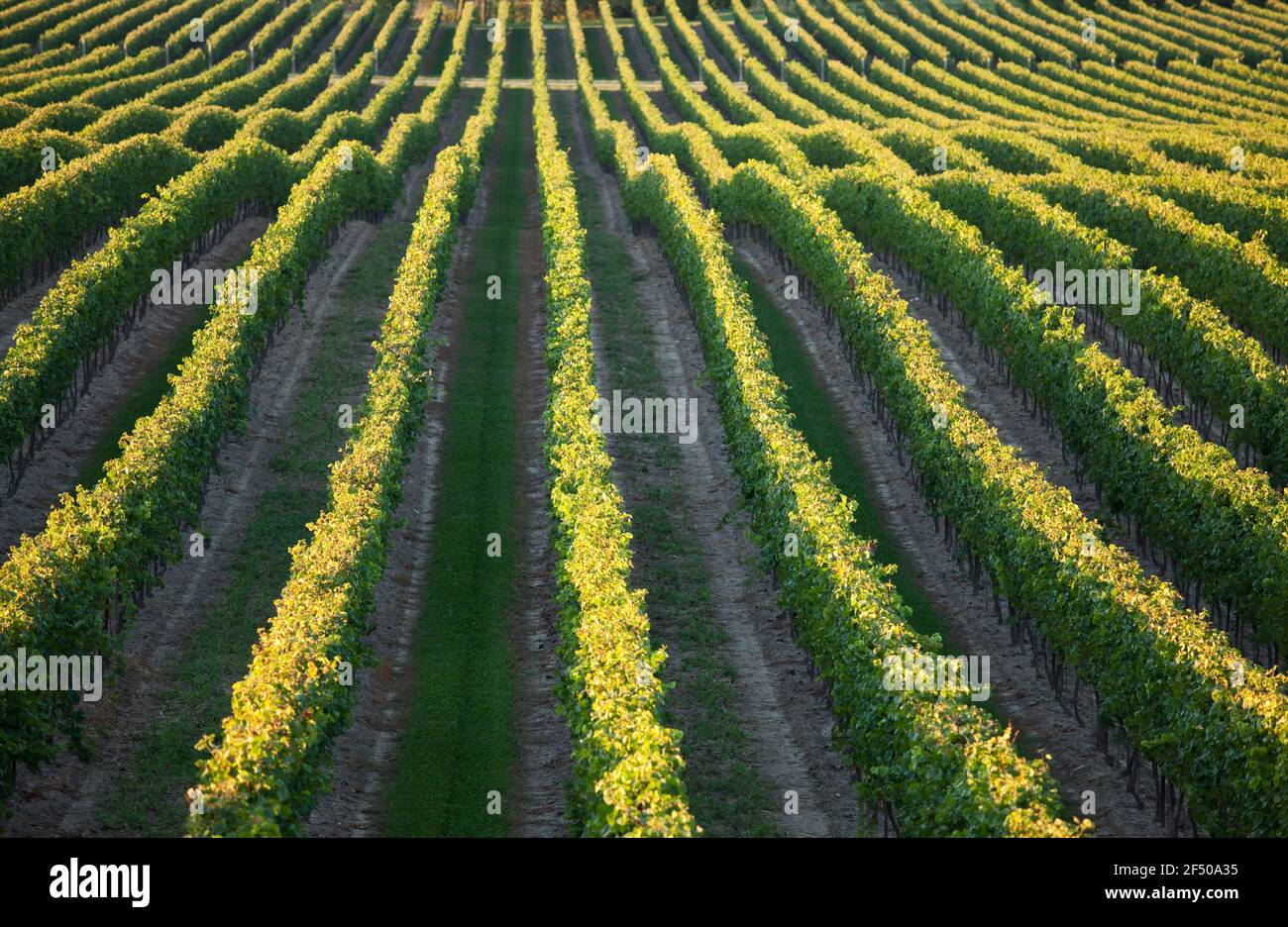 Kanada, Ontario, Beamsville, Reihen von Weinreben Stockfoto