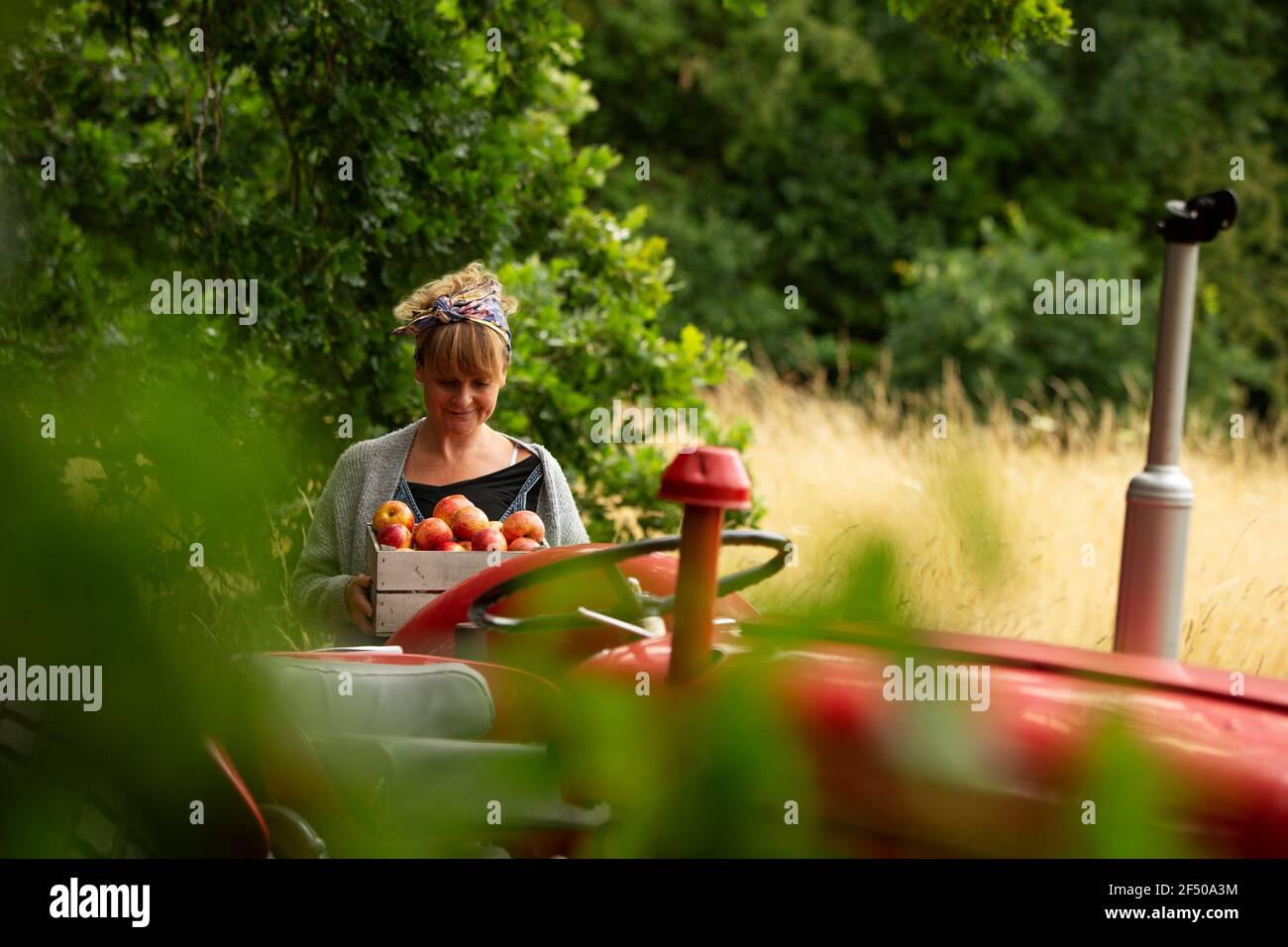 Frau mit frisch geernteten Äpfeln am Traktor im Obstgarten Stockfoto