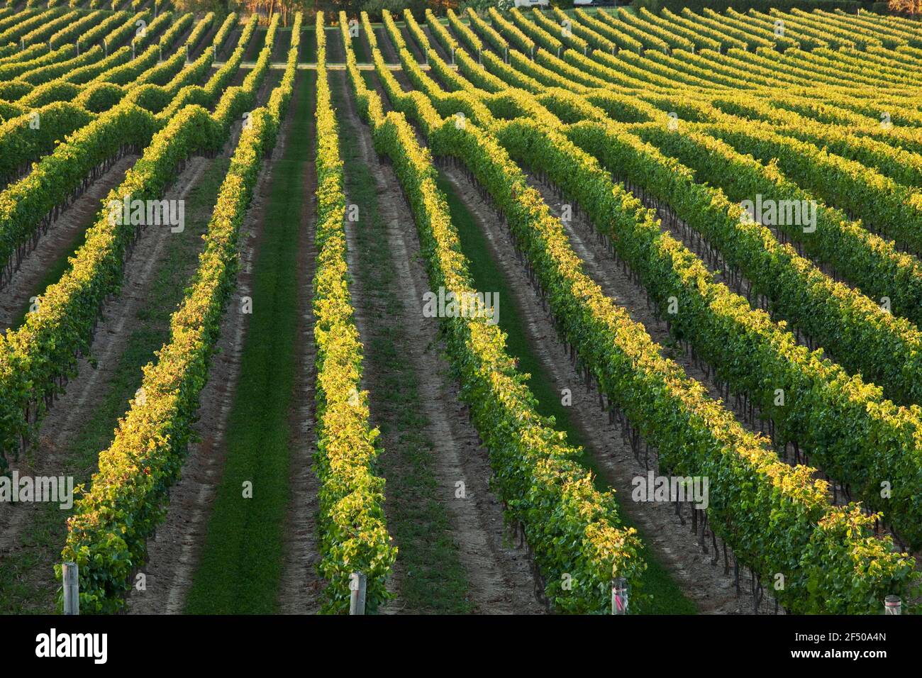 Kanada, Ontario, Beamsville, Reihen von Weinreben Stockfoto