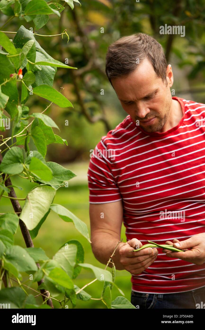 Mann, der geerntete grüne Bohnen im Garten inspiziert Stockfoto