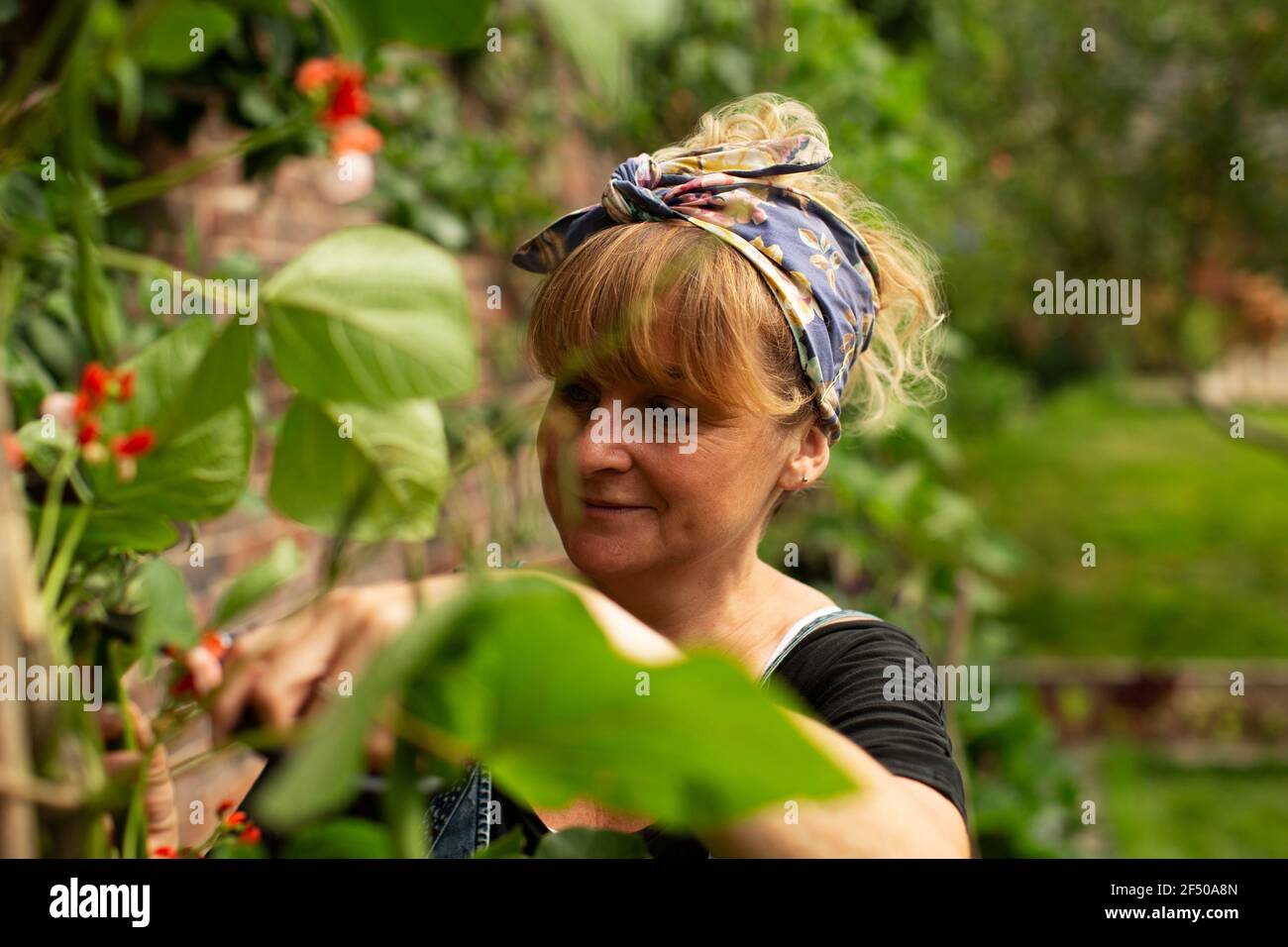 Frau, die im Garten zu Pflanzen tendiert Stockfoto