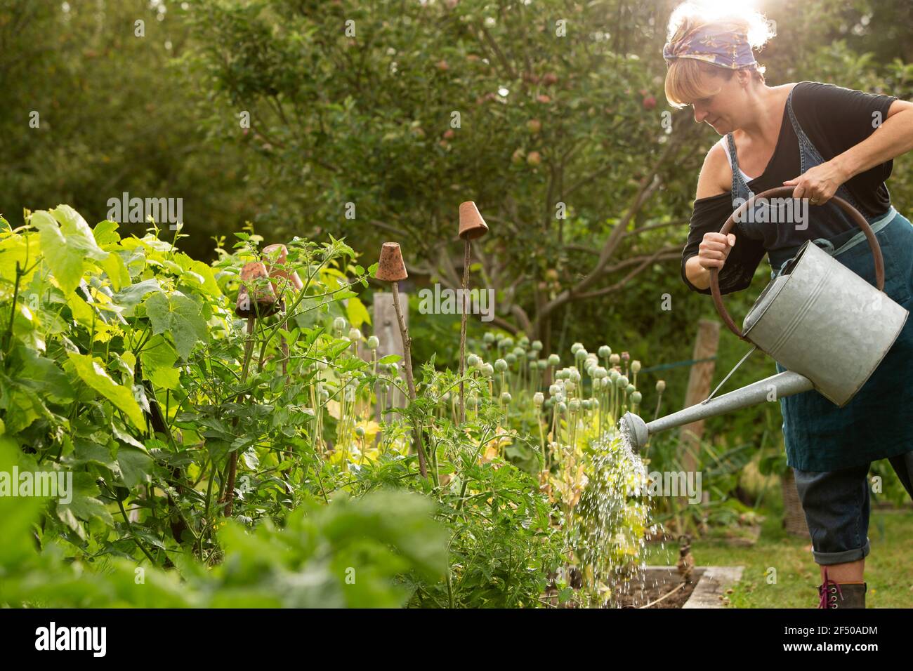 Frau Bewässerung Pflanzen mit Gießkanne im Sommergarten Stockfoto