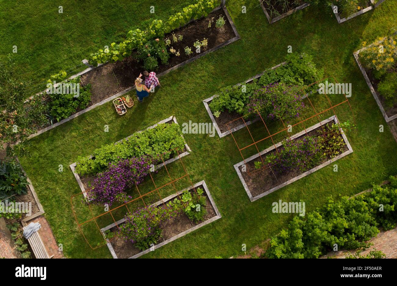Luftaufnahme paar Ernte Gemüse im Garten mit Hochbetten Stockfoto