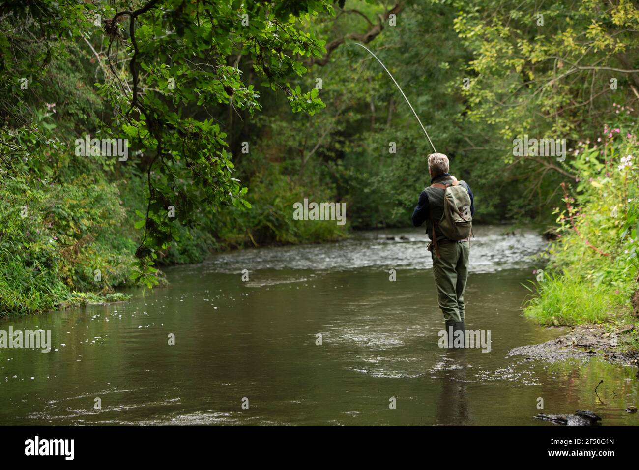 Mann Fliegenfischen am ruhigen grünen Fluss Stockfoto