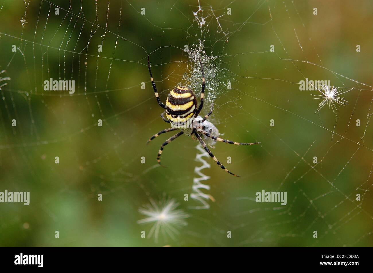 Spinne in ihrem Spinnennetz. Argiope bruennichi. Stockfoto