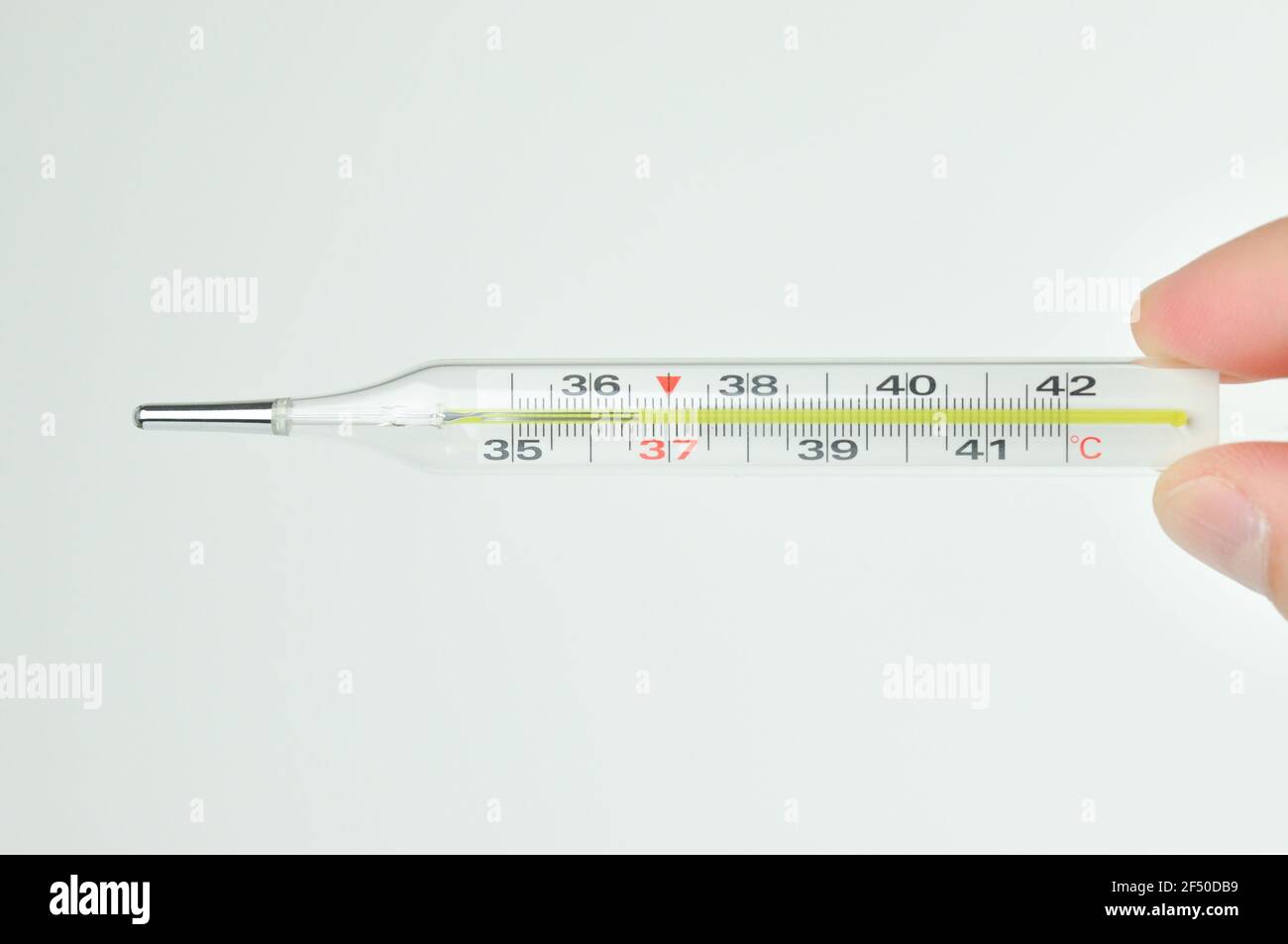 Thermometer in einer Hand auf grauem Hintergrund. Thermometer, das die Temperatur eines gesunden Mannes zeigt. 36,6 Grad Celsius. Stockfoto
