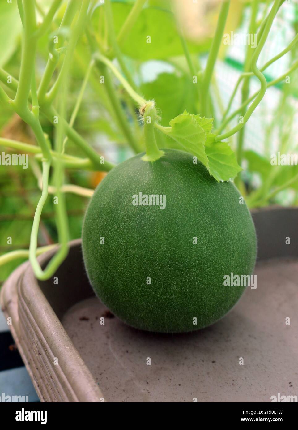 Eine Melone, die auf der Weinrebe wächst Stockfoto