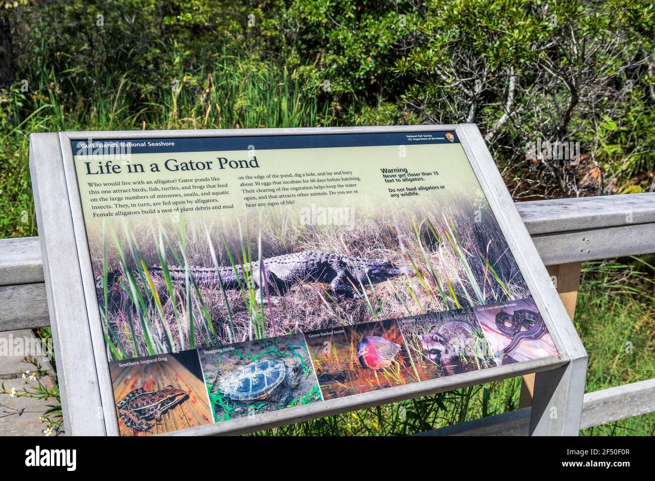 Gulf Islands National Seashore, Davis Bayou, Informationsschild am Alligatorenteich, Ocean Springs, Mississippi, USA. Stockfoto