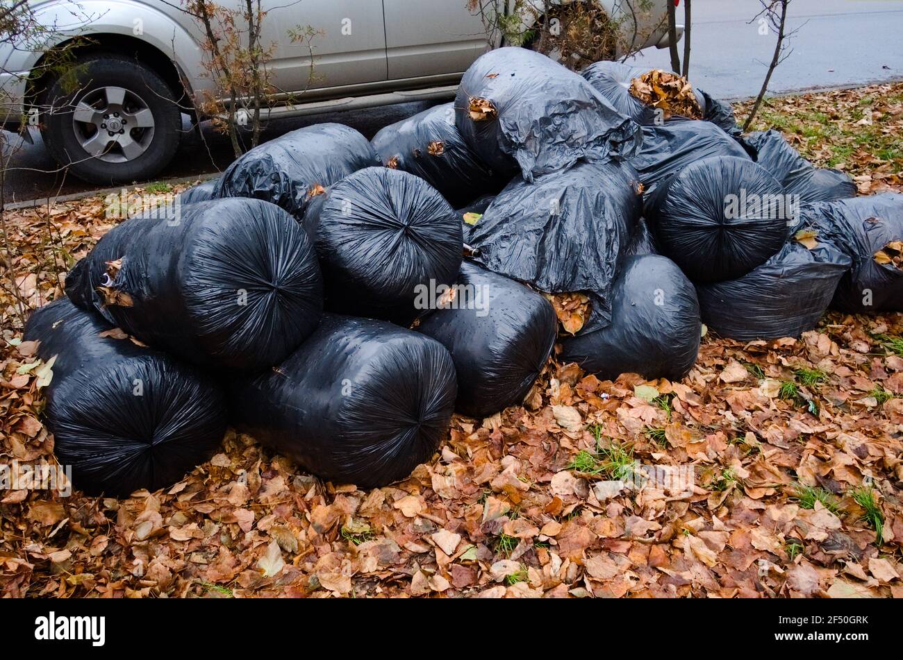 Schwarze Plastikmüllbeutel gefüllt mit gefallenen gelben Blättern auf der Straße. Herbst saisonale Reinigung der Straßen und Parks der Stadt. Natürlicher Abfall Stockfoto