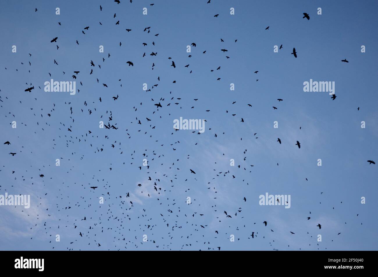Ein Schwarm schwarzer Vögel gegen klaren blauen Himmel. Vögel bewegen sich zufällig im Flug. Silhouetten von Vögeln im freien Flug. Eine große Anzahl von Krähen Stockfoto