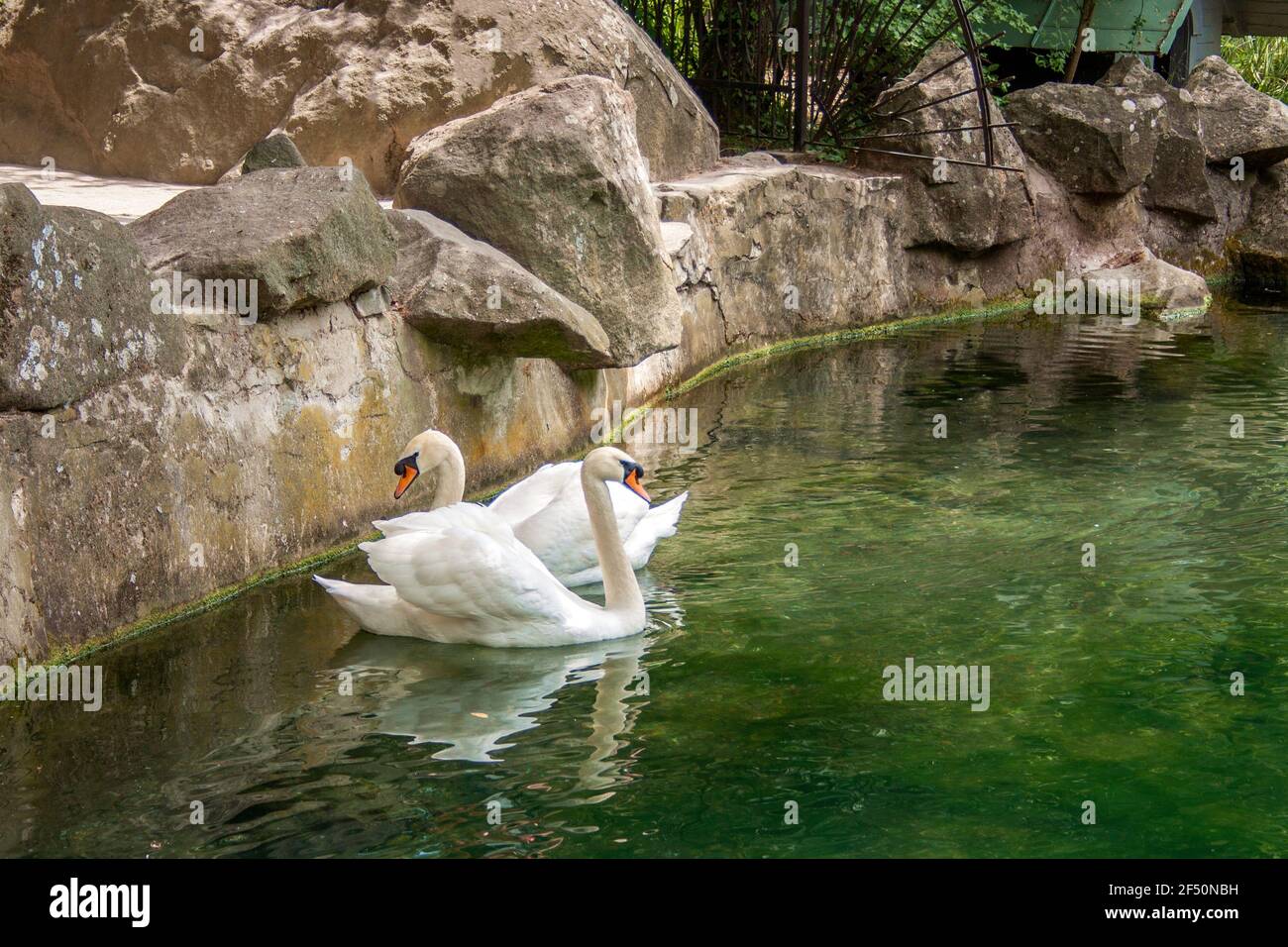 Erwachsene weiße Vögel Schwäne schwimmen im Wasser Stockfoto Erwachsene weiße Vögel Schwäne schwimmen im Wasser Stockfoto