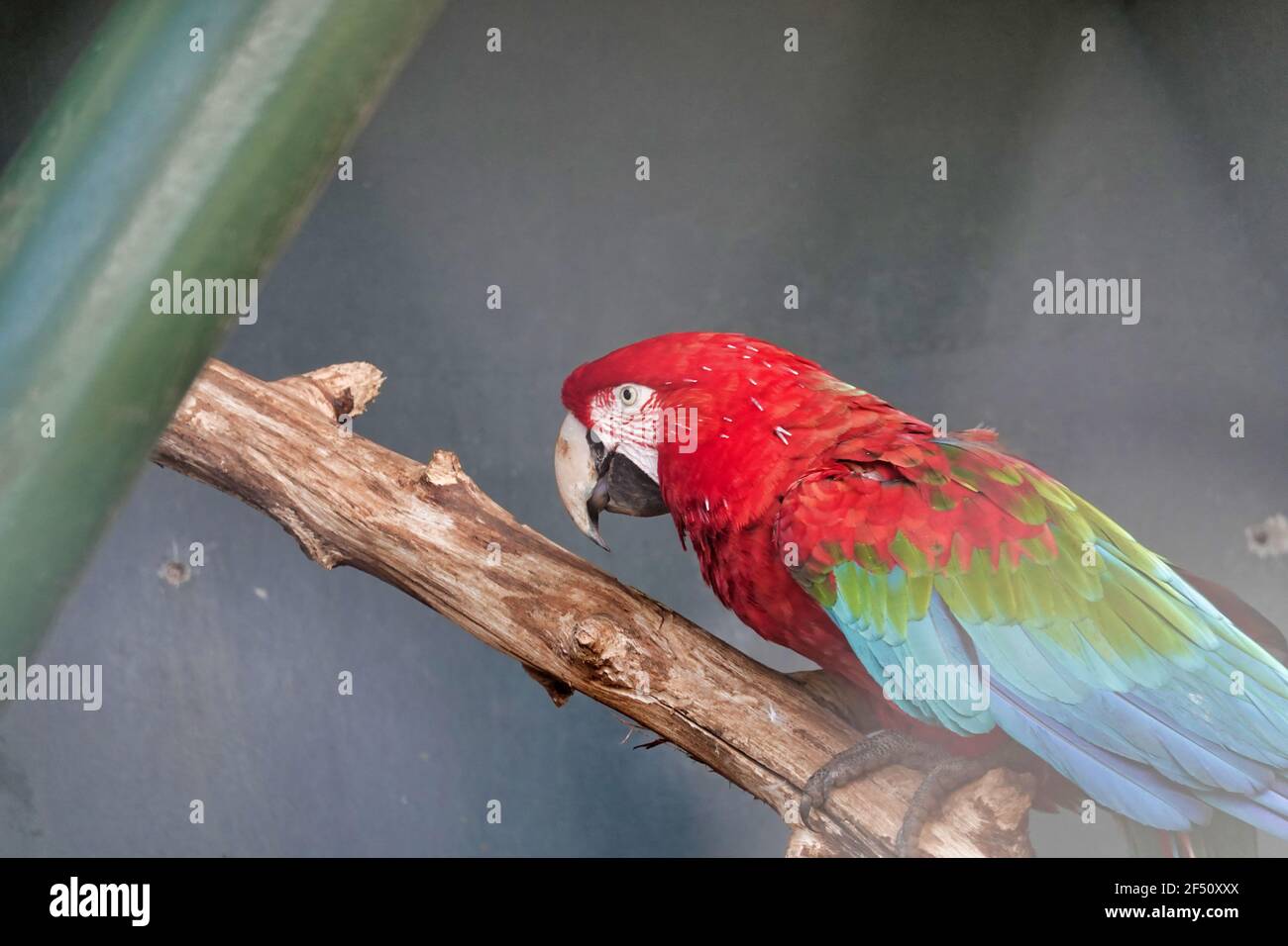 Selektive Fokusaufnahme eines Rot-und-Grün-Ara Papagei sitzen auf Ein Stock Stockfoto