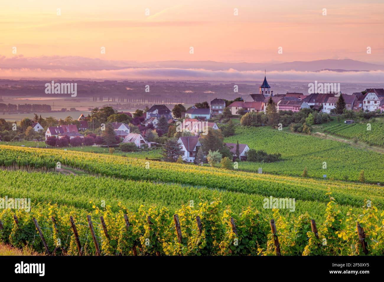 Neblige Morgendämmerung über der Stadt Zellenberg entlang der Route des Vins, Elsass, Frankreich Stockfoto