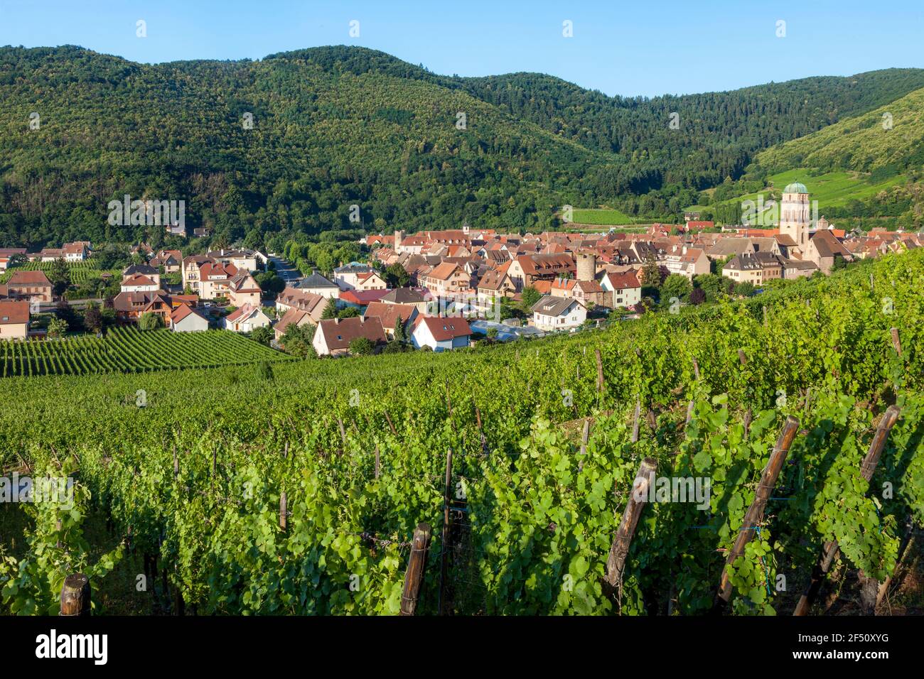 Dorf von Kaysersberg mit Turm von Sainte Croix Kirche inmitten der Weinberge von Grand Cru, Elsass Haut-Rhin-Frankreich Stockfoto