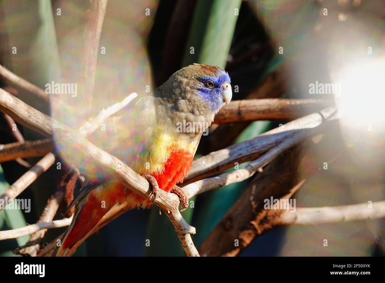 Selektive Fokusaufnahme eines Bluebonnet Papagei auf einem sitzend Stick Stockfoto