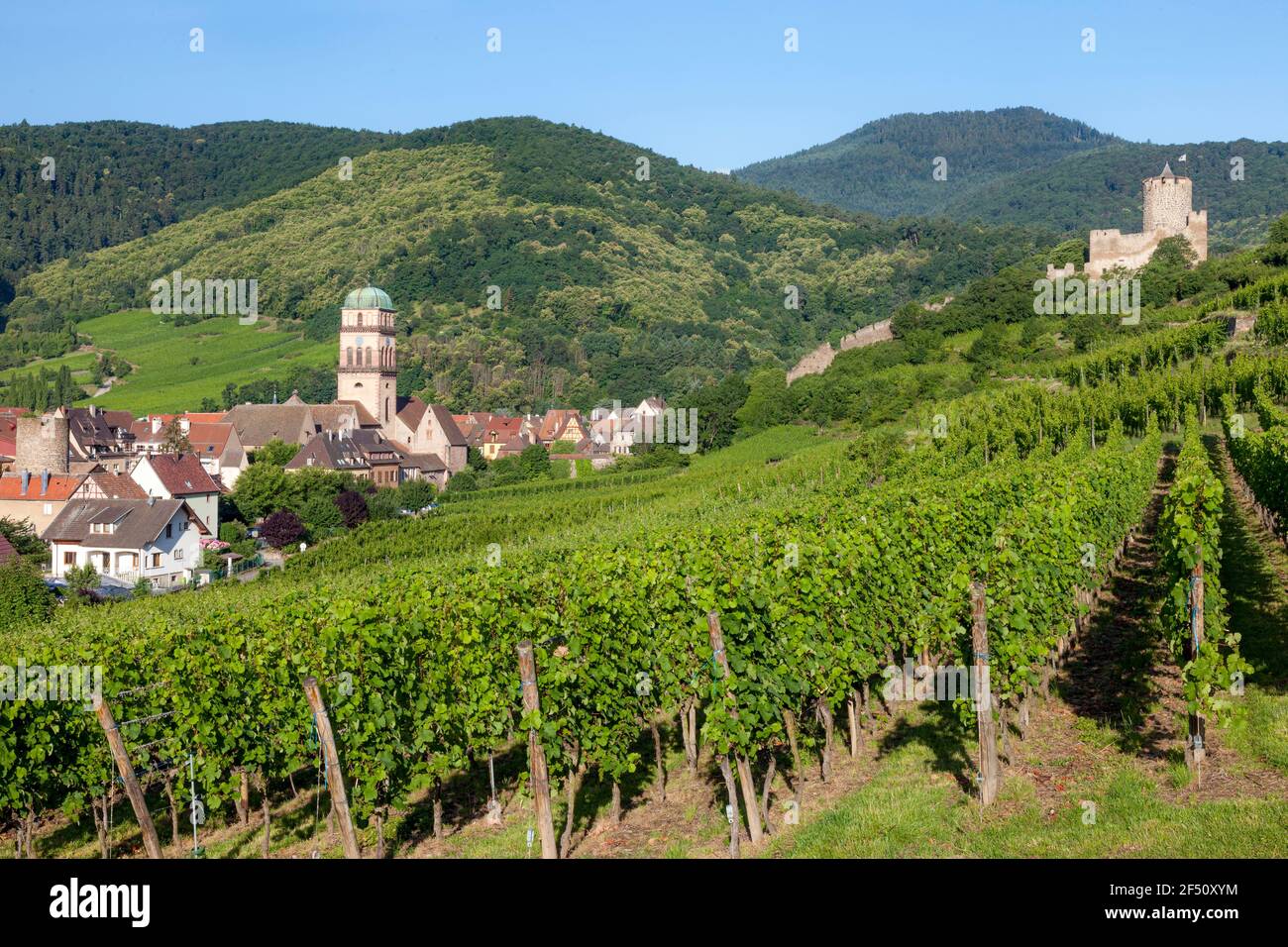 Dorf Kaysersberg mit Turm der Kirche Sainte Croix und Ruinen der Burg Kaysersberg inmitten der Weinberge des Grand Cru, Elsass Haut-Rhin Frankreich Stockfoto