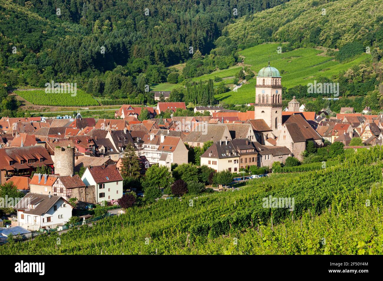 Dorf von Kaysersberg mit Turm von Sainte Croix Kirche inmitten der Weinberge von Grand Cru, Elsass Haut-Rhin-Frankreich Stockfoto