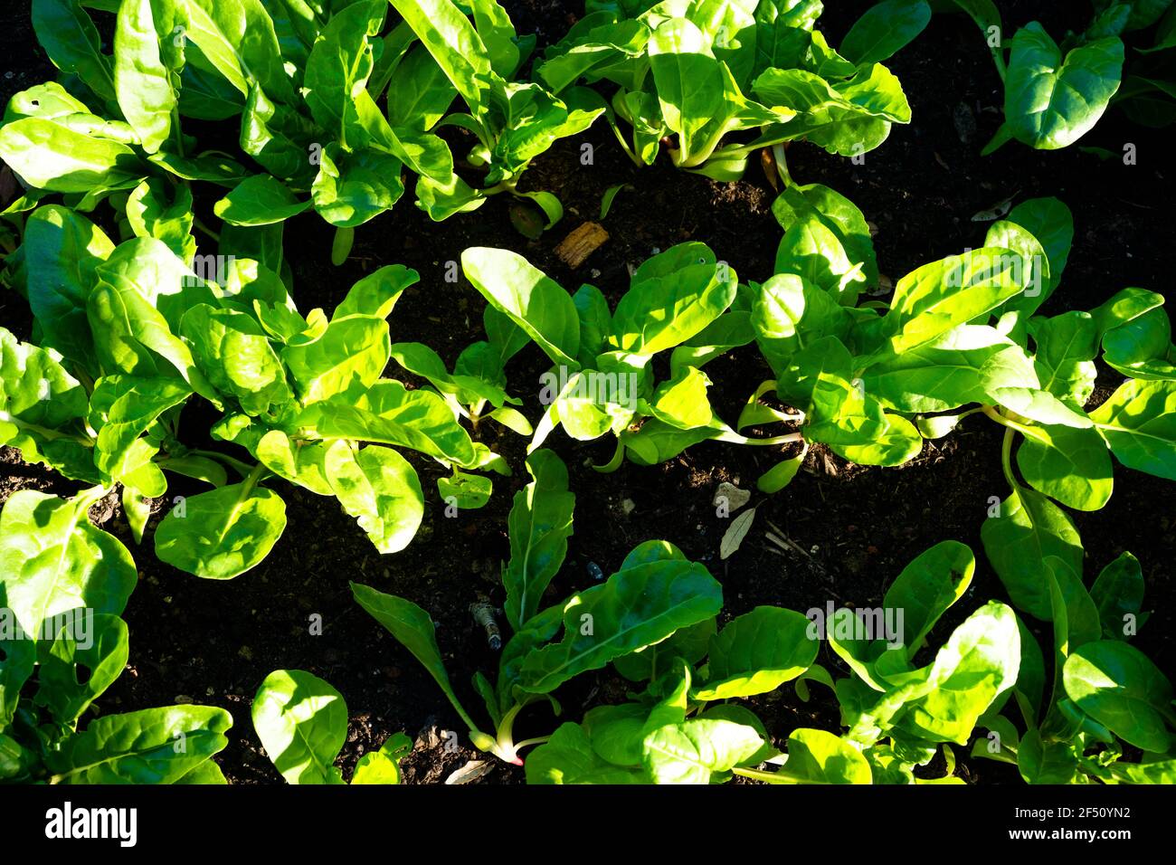 Draufsicht auf Reihen von Schweizer Mangold (Beta vulgaris) in einem Gemüsegarten im Mai. Stockfoto